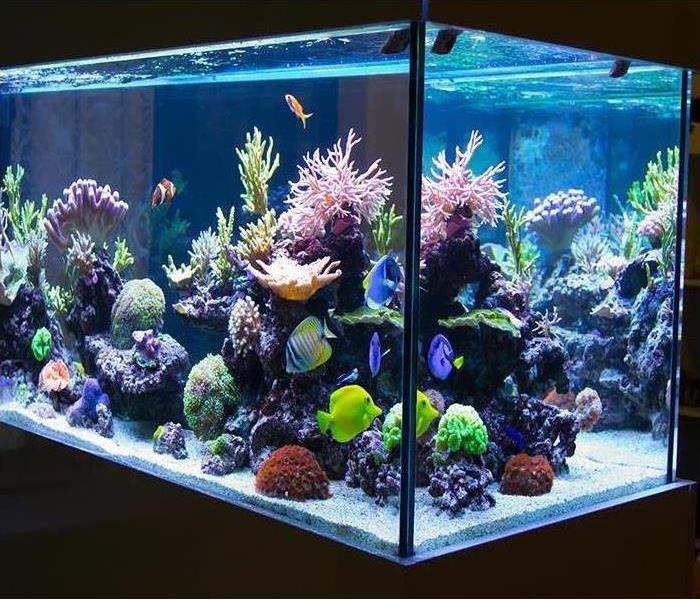 aquarium tropical