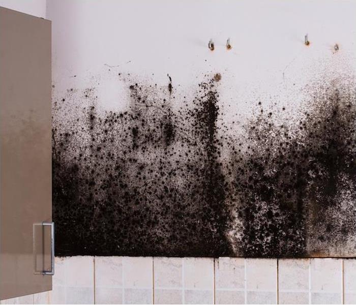 mold black on wall in bathroom above white tile